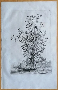 Munting Originaldruck Folio Botanik Valerianella - 1696 - Bild 1 von 1