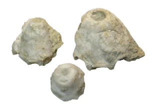 Silurian Brownsport fossil crinoid Eucalyptocrinus ventricosus 3 partial cups - Picture 1 of 4