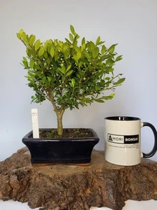 Ilex Shohin Bonsai Tree informal upright in a Bonsai pot Japanese Holly Tree - Picture 1 of 6
