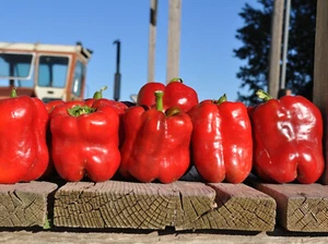 King of the North Paprika - 5+ Seeds - Samen - Graines - Ca 016 - Picture 1 of 1