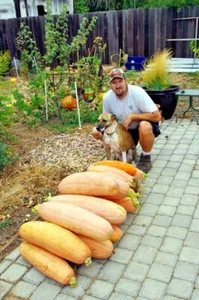 FANTASTIC FLAVOR Pink Banana Winter Squash 20 Fresh Seeds GOURMET TYPE HEY CHEF! - Picture 1 of 11