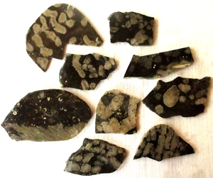 Coral Fossil Slab - Devonian - Cladapora - 326 grams - Michigan - Lot of 9 - Picture 1 of 2