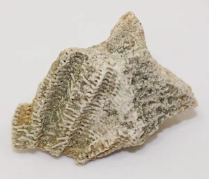Seestern, Solaster sp., Tertiär, Eozän, Tampa, Florida, USA -eb9392 - Picture 1 of 6