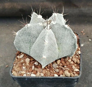 ASTROPHYTUM HYBRID CV.CURLY SPINE IL GIARDINO DI MAYA CACTUS PIANTE 6105 - Foto 1 di 5