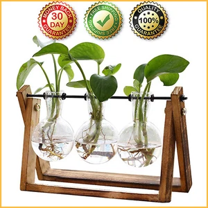 PLANT TERRARIUM WITH WOODEN STAND Propagation Stations Planter 3 Love Bulb Vase - Picture 1 of 8