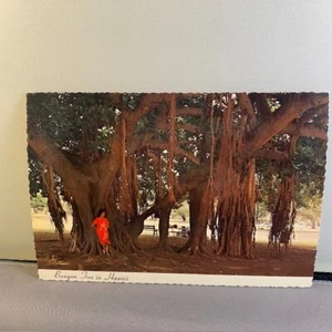 Vintage 1970s Banyan Tree in Hawaii Unposted Postcard Deckled Edge Lahaina, Maui - Picture 1 of 2