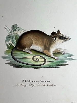 Handkolorierte LITHOGRAPHIE WEBER / NATTERER TIERE - Bild 1 von 4