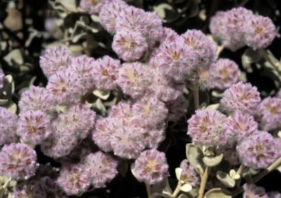 SILVER TAILS 500 FRESH SEEDS PTILOTUS OBOVATUS NATIVE LONG FLOWERING SHRUB - Image 1 of 3