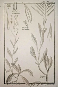 BRASSICA ALPINA Sisymbrium GRAVURE Robert BOTANIQUE Plantes SISYMBRE XVIII° - Bild 1 von 2