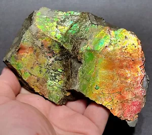 Natural Canadian Ammolite Cut Raw Sample 13.5 cm x 9 cm - Picture 1 of 5