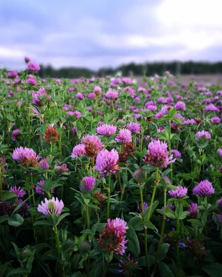Trébol rojo medio Q | Semilla no transgénica resistente a 2-4D para parcelas de alimentos 1/2 ac Foto 1 de 4