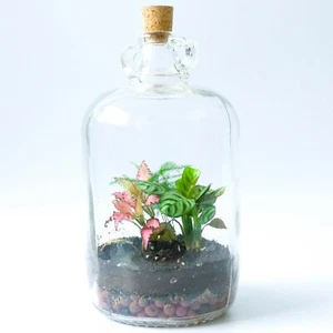 Demijohn Terrarium Kit & Cork Lid DIY Fittonia Prayer Asparagus Fern Plants - Picture 1 of 8