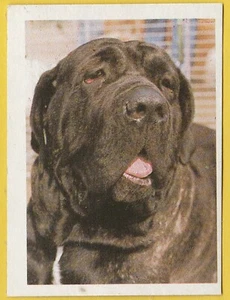 Dogs - Spanish Trade Trading card circa 1985 #101 Neapolitan Mastiff Dog - Picture 1 of 2