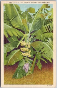Artistic Vintage Postcard Banana Tree Florida USA - Picture 1 of 2