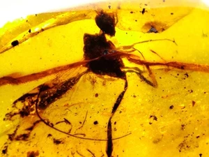 Fossil amber Insect Burmese burmite Cretaceous insect Wasp Myanmar - Picture 1 of 3