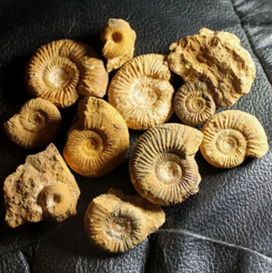 10 Jurassic, Callovian ammonites - Lot - Picture 1 of 1