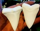  GREAT WHITE SHARK TEETH  REPLICAS 3&1/4" UNOFFICIAL WORLD RECORD 