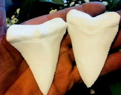  GREAT WHITE SHARK TEETH  REPLICAS 3&1/4" UNOFFICIAL WORLD RECORD  - Image 1 of 4