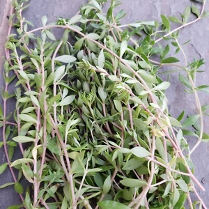 Half lb 垂盆草 Sedum Sarmentosum Stonecrop ground cover planting cuttings Perennial - Picture 1 of 7