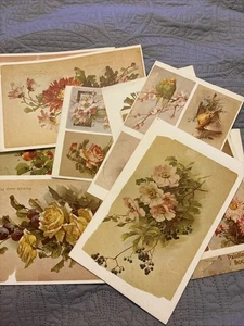 20 Vtg Catherine Klein Prints On Heavy Stock Loose & book Floral, Birds, Fruit - Picture 1 of 12