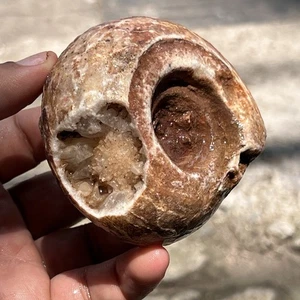 AMAZING! 271gr whole Permian Full Three Color Ammonite Fossil Rough Mollusca - Picture 1 of 21