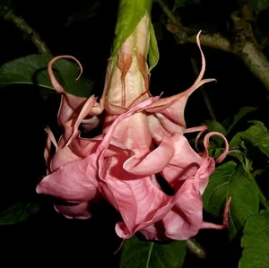 *DALENS AMOUR* Brugmansia Angels Trumpet Tropical Plant Fancy Triple Flower Pink - Picture 1 of 11