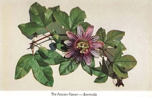 Bermuda Passionsblume Lili Postkarte K413 - Bild 1 von 2