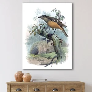 Designart "A Monograph Of The Paradise Birds" Traditional - Picture 1 of 5
