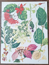 10 Vintage Botanical Prints, Natural History Art, Book Plate, Illustration Art