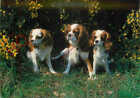 Picture Postcard-:Dogs, King Charles Spaniels [Salmon]