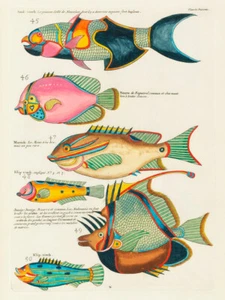 Ilustraciones de peces encontrados en Molucas Indonesia y las Indias Orientales 6 - Imagen 1 de 3