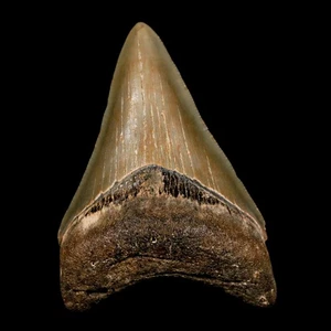 2,6 Zoll Qualität Megalodon Haizahn Wellenschliff Fossil natürliches Miozän Echtheitszertifikat - Bild 1 von 7