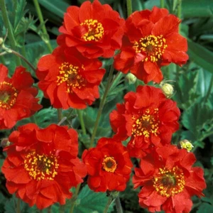 6 x Plug Plants Geum 'Mrs. Bradshaw' Old Cottage Garden Perennial Clumping. - Picture 1 of 1