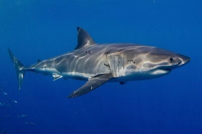 Great White Shark Week GLOSSY POSTER PICTURE PHOTO PRINT ocean large jaws Fish