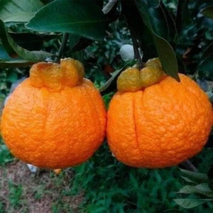 SHIRANUI, AKA, SUMO, DEKOPON grafted tree BEST of Mandarin, CA needs to confirm - Picture 1 of 14