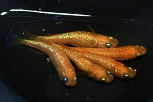 Red emperor Lame Medaka ricefish eggs 16+ fertilized - Picture 1 of 6