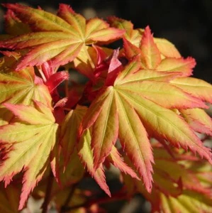 Acero rosso giapponese "Acer palmatum Orange Dream" pianta in vaso ø11 cm - Foto 1 di 16