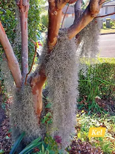 FREE Post/ Spanish Moss, Air Plant, Tillandsia, Old Man’s Beard or Whiskers - Picture 1 of 3