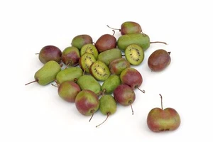 SAMEN Winterhart japanische Mini Kiwi  eine exotische Pflanze essbare Früchte - Bild 1 von 1