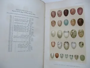 OCT 1911 THE IBIS Journal of Ornithology EGGS Plates CYPRUS Cameroon WEI HAI WEI - Picture 1 of 15
