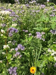 2 kg Bienenweide Schmetterlingsweide Mischung Hummelwiese Honigpflanzen Insekten - Bild 1 von 6