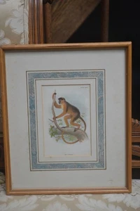 Antique Wyman & Sons Ltd. Chromolithograph Print Bay Guereza Monkey Plate XXXIII - Picture 1 of 7