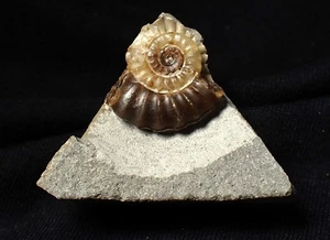 Calcit Promicroceras Ammonit Fossil Ausstellungsstück (20 mm) Jurassic Coast UK - Bild 1 von 4