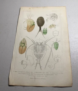 1837 CUVIER Tier Farbdrucke ~ ASPIS CANERIFORMIA - Bild 1 von 1