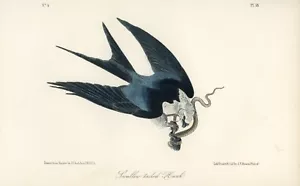 Audubon Swallow Tailed Hawk Plate 18 Birds Of America 1st Edition Royal Octavo - Picture 1 of 2