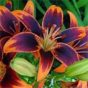 3 Forever Susan Asiatic Lily Bulbs Perennial Summer Big Flower Exotic Blooms!!! - Picture 1 of 6