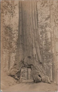 Vintage California Redwood RPPC Echt Foto Postkarte - Bild 1 von 2