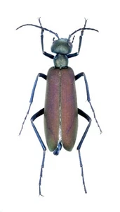 Meloidae, Lytta sp., KENYA, RARE, 25 mm, A1- - Picture 1 of 1