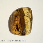 Baltic amber with Unidentified fossil inclusion