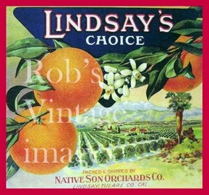 Lindsay California Lindsay Oranges Citrus Fruit Crate Label Art Print - Picture 1 of 1